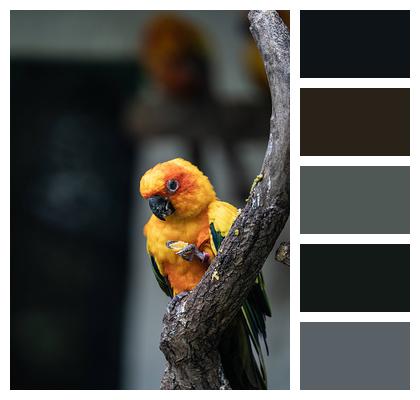 Blue Throated Parrot Animal Natural Image